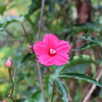 Ipomoea horsfalliae Hook.